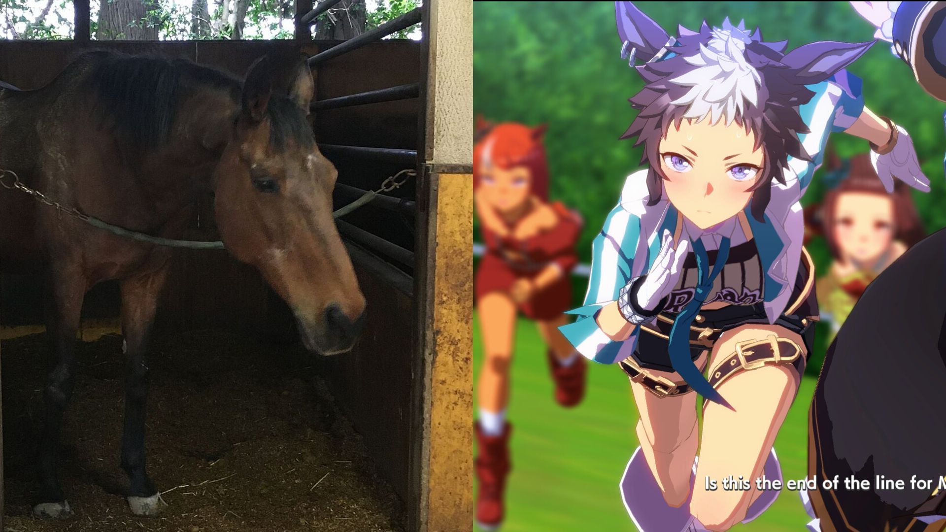 Haru Urara, реальная вдохновительница персонажа из Umamusume Pretty Derby, скончалась
